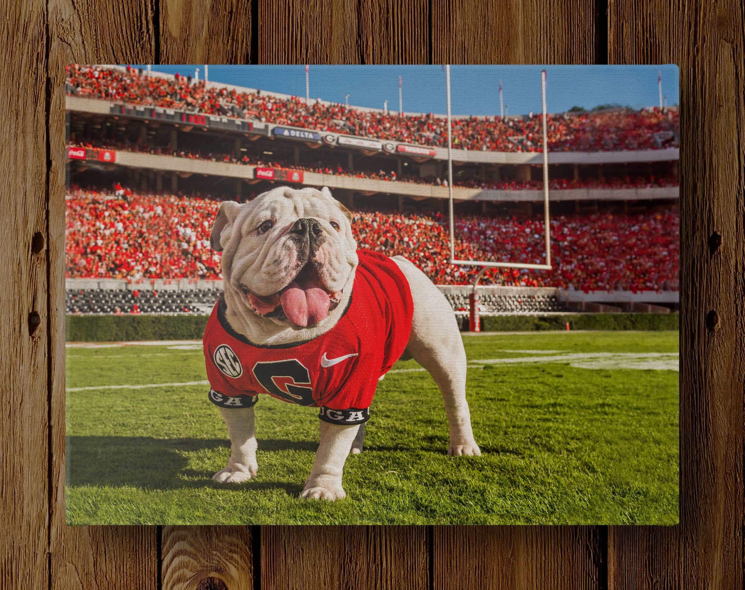 Georgia Bulldogs | Uga Close Up | Hanging Canvas | Uga X | UGA Football | Sanford Stadium | on sale College Mascot | Georgia Mascot | Wall Art