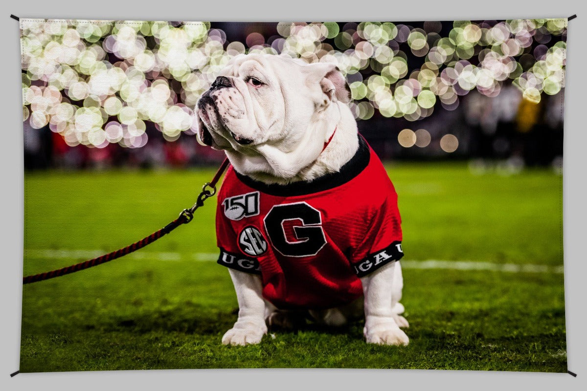 Mascot Bobble UGA X newest